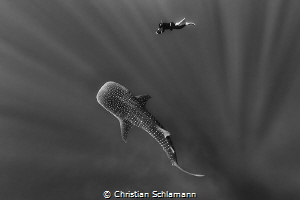 A whale shark in contact with a underwater photographer a... by Christian Schlamann 